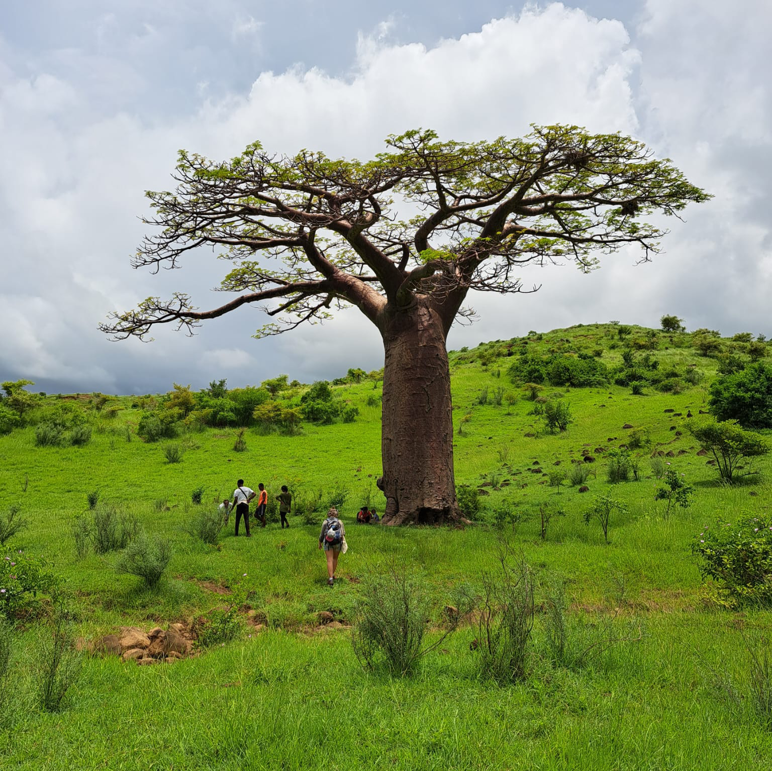 baobab
