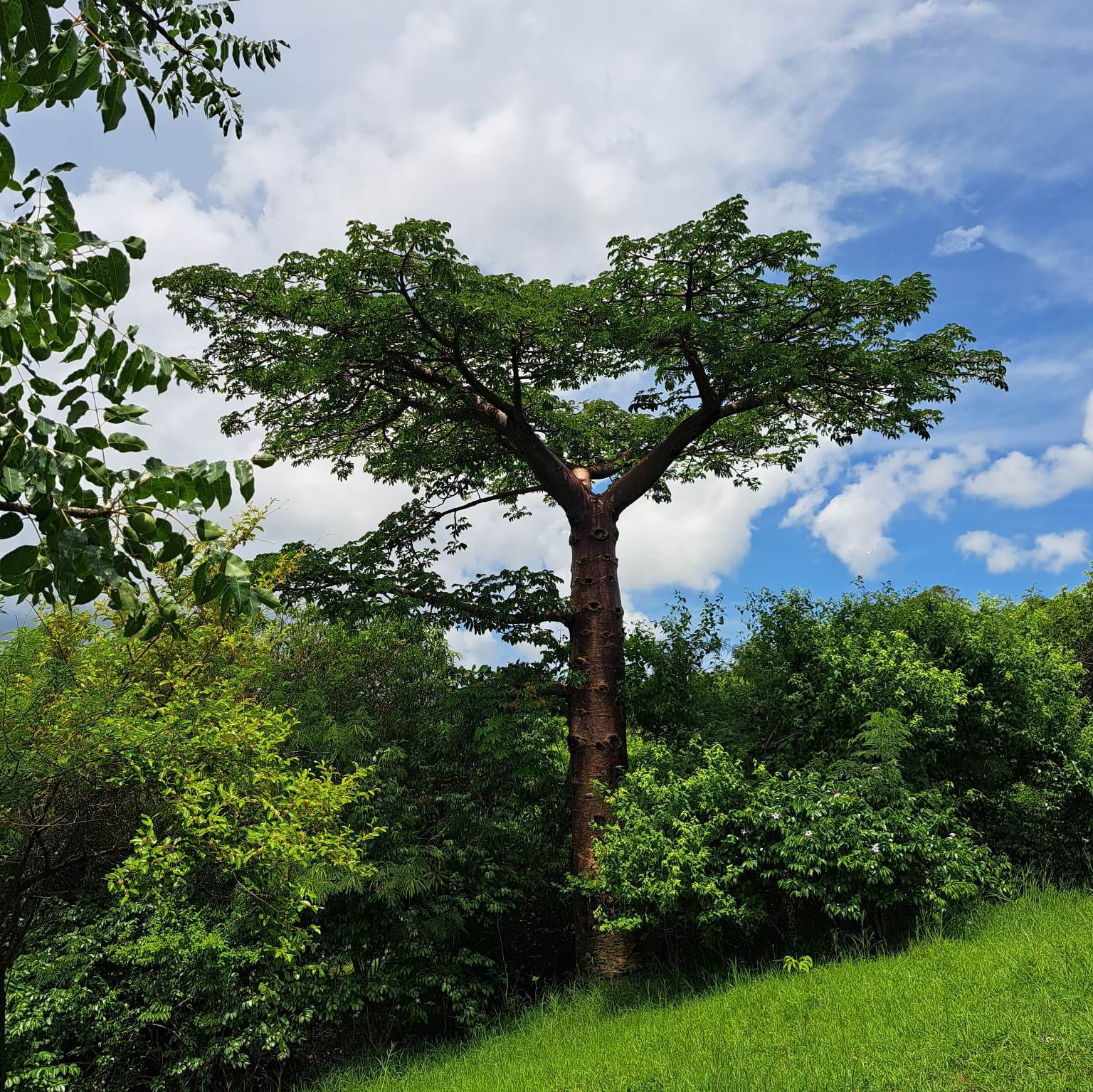 baobab2